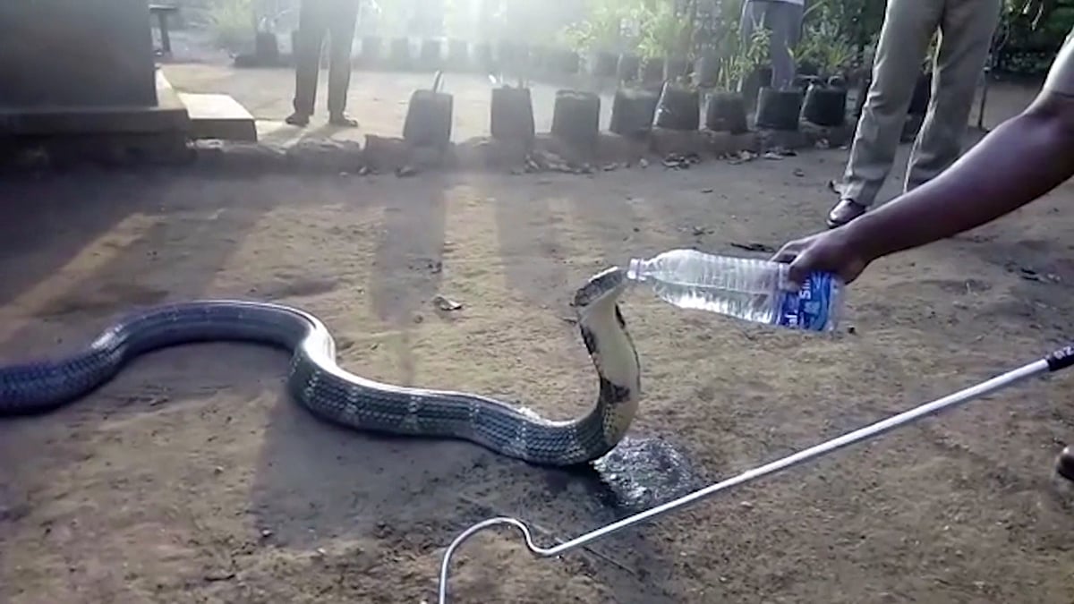 Parched Snake Sips Water Straight Out of A Plastic Bottle